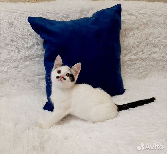 Супер ласковая девочка в добрые руки