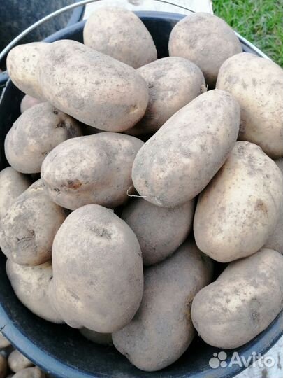Продажа Картофеля
