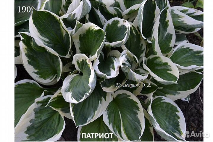 Почвопокровные Многолетники Хосты Почтой (Часть1)