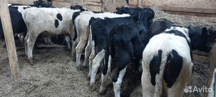 Бык быки бычки