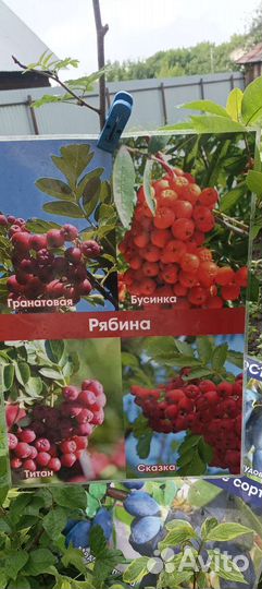 Рябина