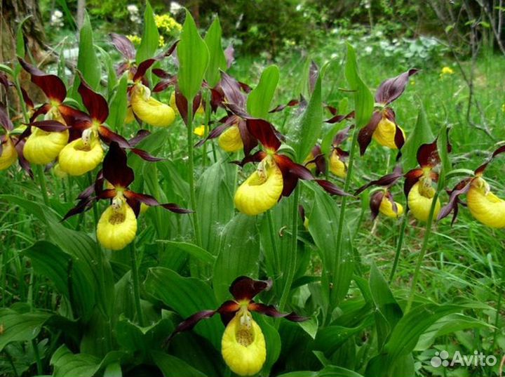 Саженцы зимостойких орхидей