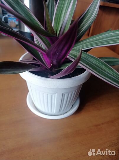 Пестрый рэо комнатный цветок