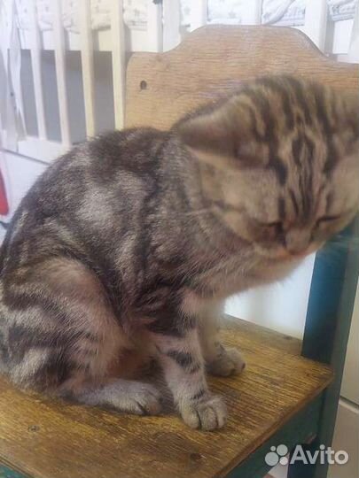 Подарю котят от породистой кошки