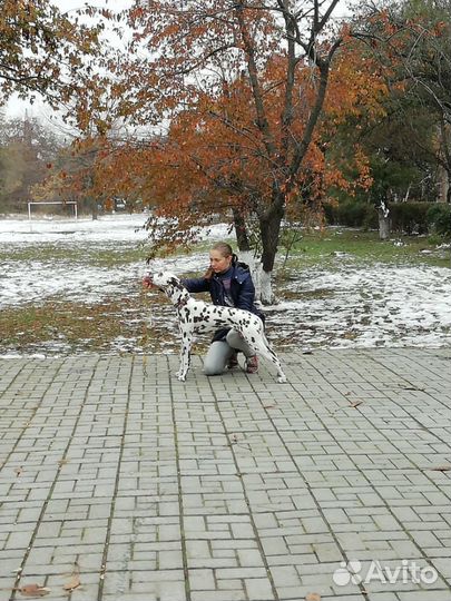 Дрессировка,вязки,хендлер