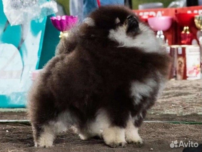 Померанский шпиц