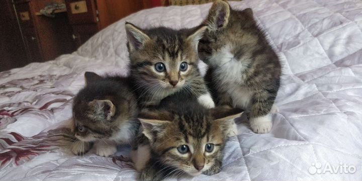 Котята от крысыловки