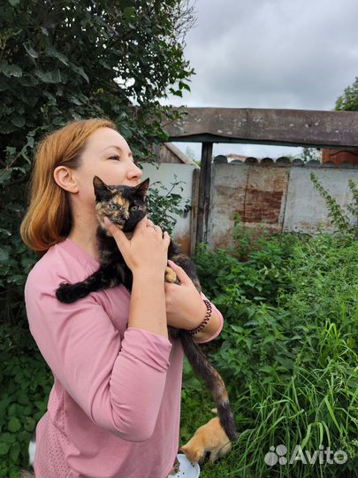 Котята в добрые руки бесплатно