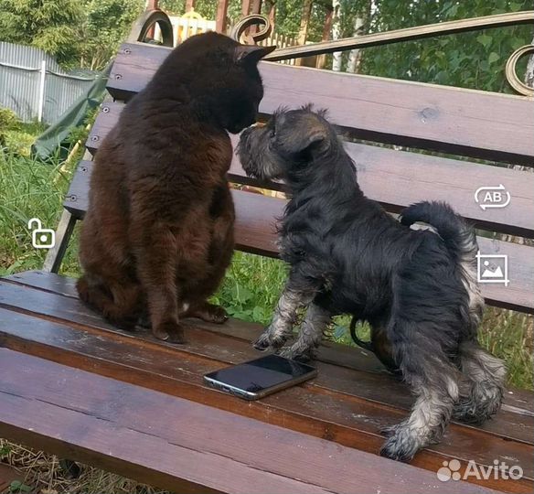 Щенок щвергшнауцера девочка