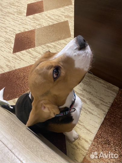 Бигль вязка