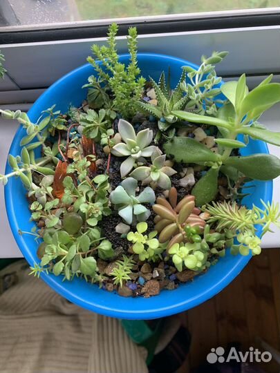 Суккуленты для дома и сада