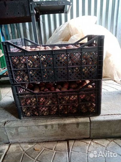 Посадочный картофель (пророщенный)