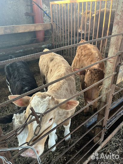 Телята, бычки телочки