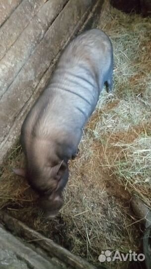 Вьетнамский вислобрюхий хряк