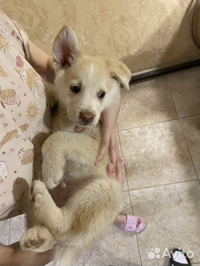 Щенки лайки