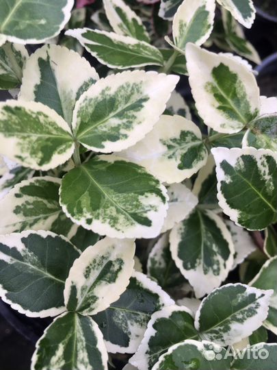 Бересклет Сильвер Квин саженцы