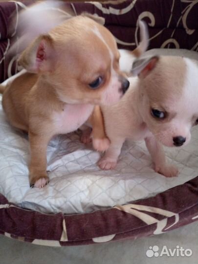 Щенки чихуахуа мини