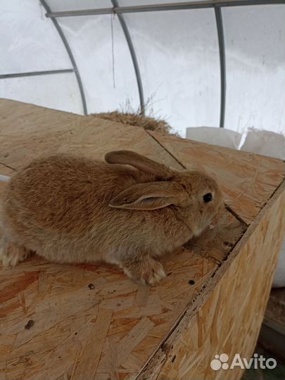 Кролики фландер