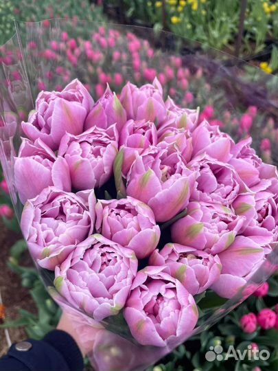 Пионовидные и бахромчатые тюльпаны из Краснодара о