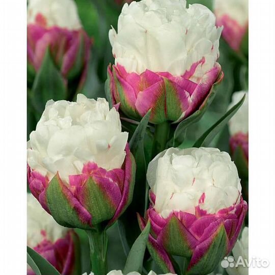 Тюльпан Айс Крим