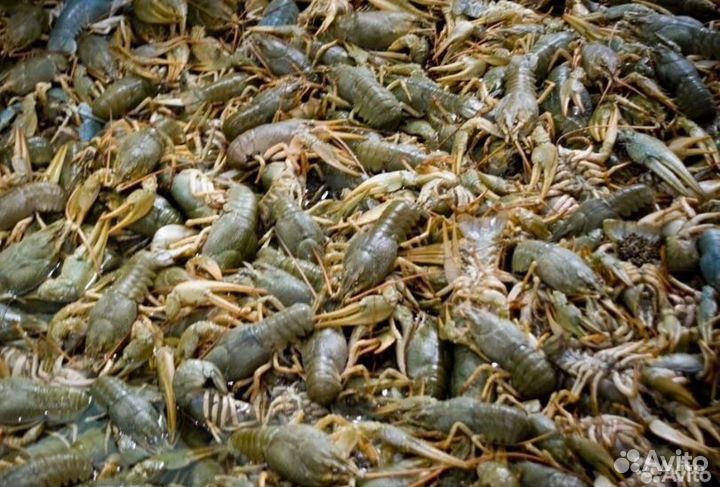 Раки живые