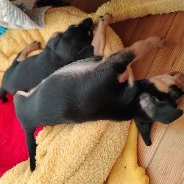 Цвергпинчер, щенок