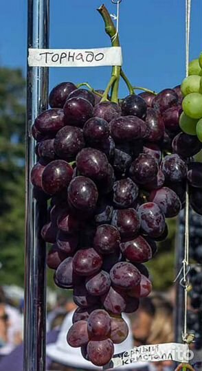 Саженцы винограда Торнадо новинка (Калугина)