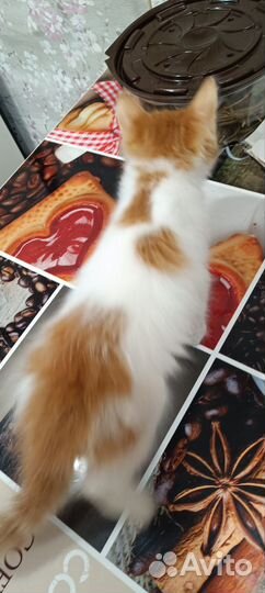 Самые красивые котята