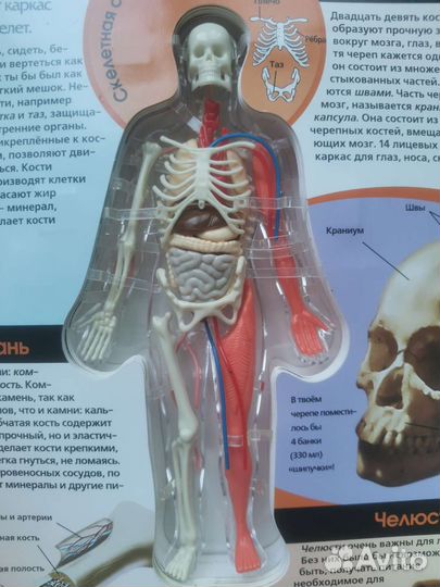 Энциклопедия Узнай свое тело, модель