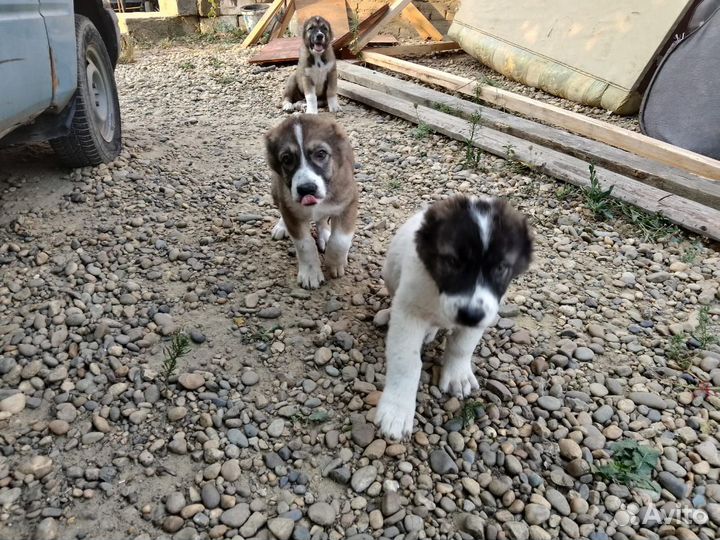 Продаются щенки
