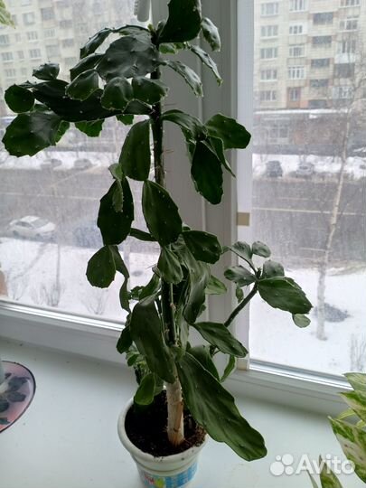 Комнатные цветы