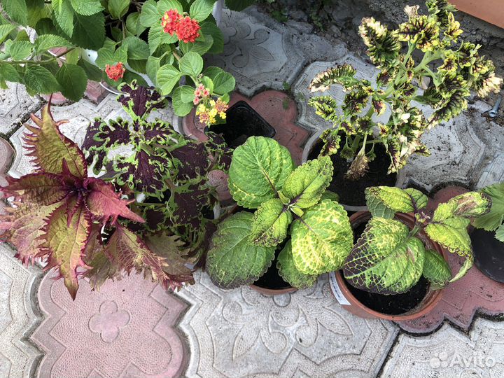 Лантана, плющелистная пеларгония, каланхое, колеус