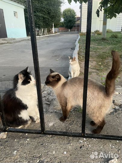 Найден молодой кот