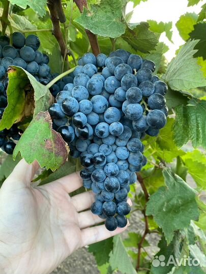 Виноград саперави