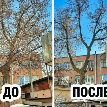 Спил деревьев / Расчистка участка