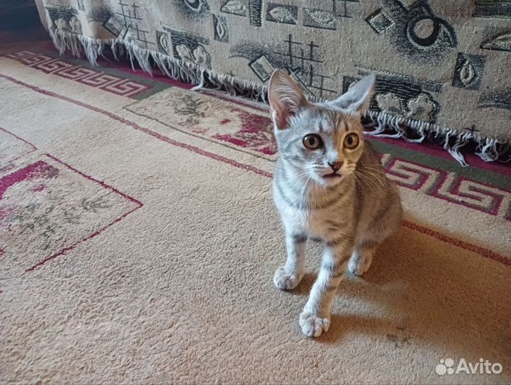 Симпатичная кошечка хочет домой