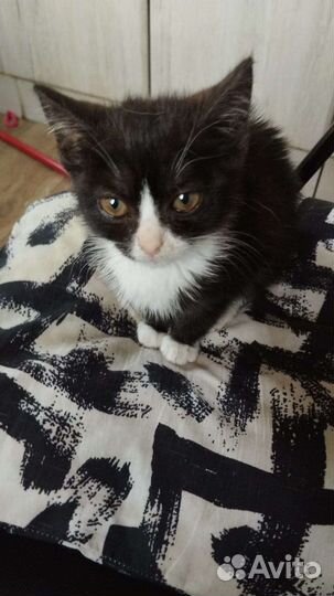 Британские котята