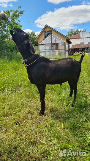 Продам нубийских коз