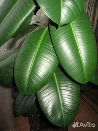 Фикусы, фиалки, кактусы для дома и офиса