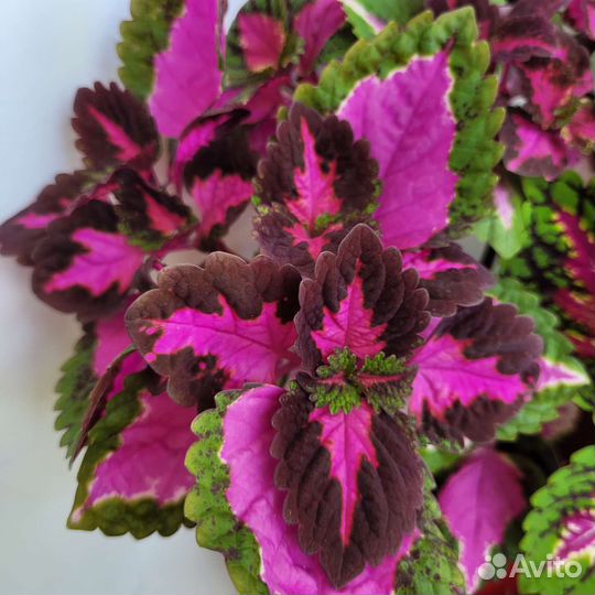 Колеусы.В наличии около 40 сортов