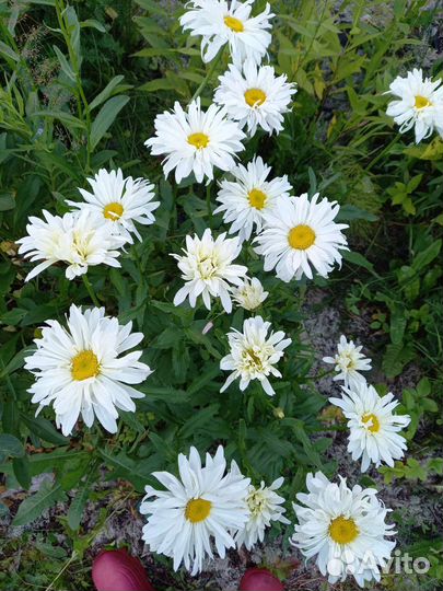 Ромашка махровая