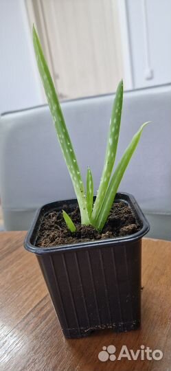 Алоэ вера