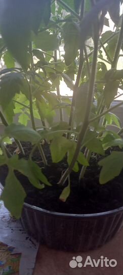 Рассада помидор