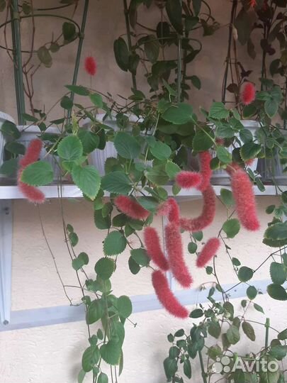 Шикарные цветы, растения