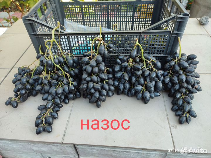 Черенки винограда