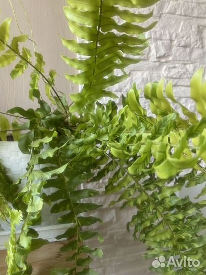 Вайки папоротников