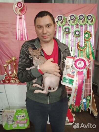 Донской сфинкс