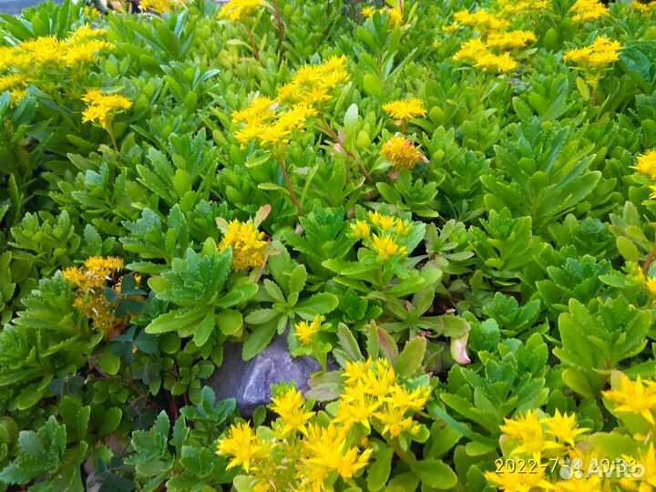 Рассада многолетних растений