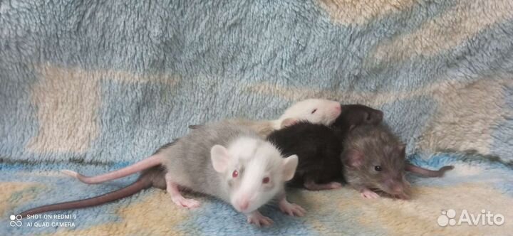 Крысята Лонг / Девил / Рекс