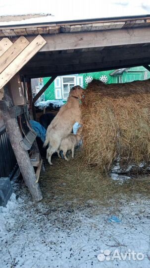 Комолый козёл зааненской породы